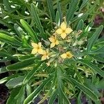 Kalanchoe laciniata Fleur