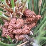 Pinus nigra Кветка