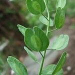 Mummenhoffia alliacea Fruit