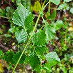 Cantinoa mutabilis Leaf