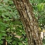 Pyrus salicifolia Bark