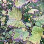 Ribes rubrum葉
