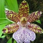 Zygopetalum maculatum Flor