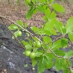 Prunus brigantina Fruit