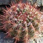 Melocactus macracanthos Diğer