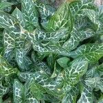 Arum italicum Leaf