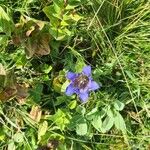 Gentiana septemfida फूल