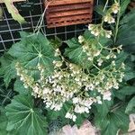 Begonia heracleifolia Кветка