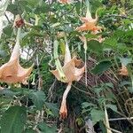 Brugmansia suaveolensBlomma