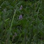 Pontederia rotundifolia Агульны выгляд