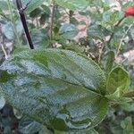 Salvia greggii ഇല