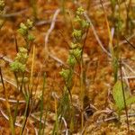 Scheuchzeria palustris Ovoce