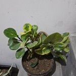 Peperomia magnoliifoliaLeaf