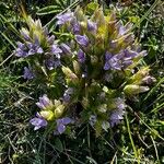 Gentianella ramosa Floare