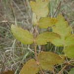 Peucedanum cervaria Folha