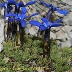 Gentiana terglouensis Hábitos