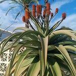 Aloe excelsa Leaf
