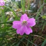 Geranium × oxonianumFlors