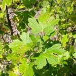 Ribes aureum Leaf