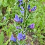 Echium vulgare Flower