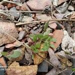 Rumex bucephalophorus 叶