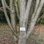 Acer davidii Écorce