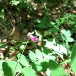 Lathyrus niger Blüte