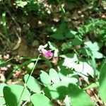 Lathyrus niger Flor