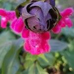 Salvia oxyphora Flower