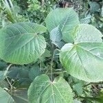 Clerodendrum speciosissimum Hoja