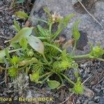 Ranunculus lateriflorus Other