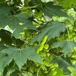 Acer platanoides Yaprak