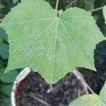 Hibiscus mutabilis Leaf