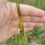 Eriophorum latifolium برگ