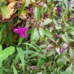 Barleria cristataCvet