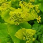Smyrnium perfoliatum Çiçek
