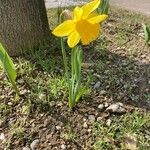 Narcissus pseudonarcissusFlor