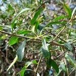 Schinus longifolia Leaf