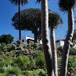 Dracaena draco Azala