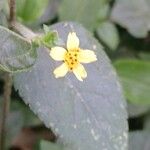 Calyptocarpus vialis Flor