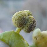 Euphorbia paralias Fruto