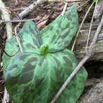 Trillium sessile 形态