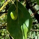 Cinnamomum glanduliferum Fruit