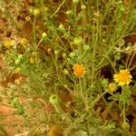 Pulicaria arabica Fula