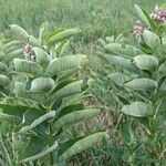 Asclepias syriacaFuelha