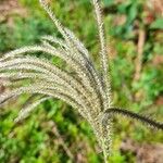 Stapfochloa elata Flower