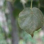 Dombeya reclinata 葉