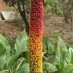 Amorphophallus paeoniifolius 果