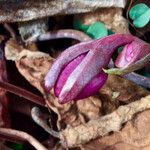 Cyclamen repandum Arall