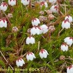 Cassiope hypnoides موطن